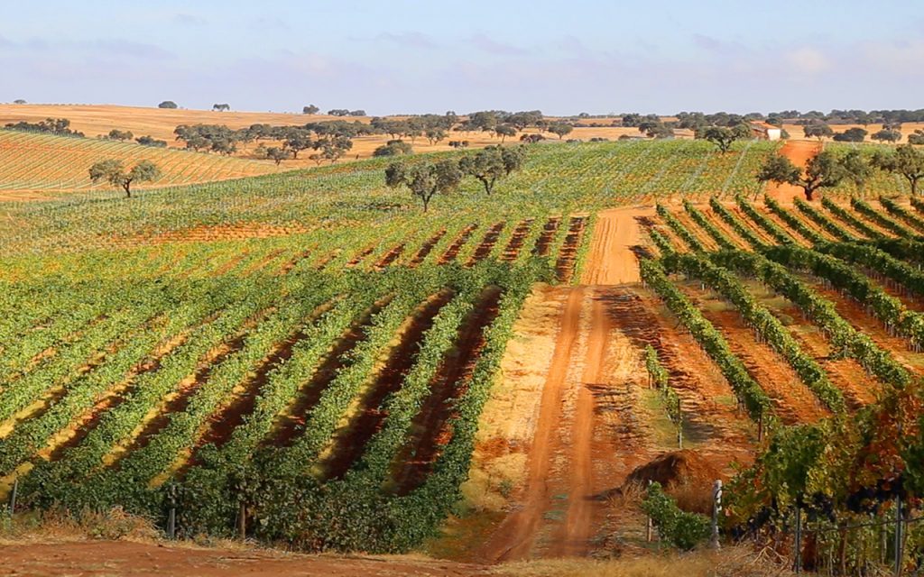 Herdade da Mingorra veinitootja viinamarjad-MilVinhos