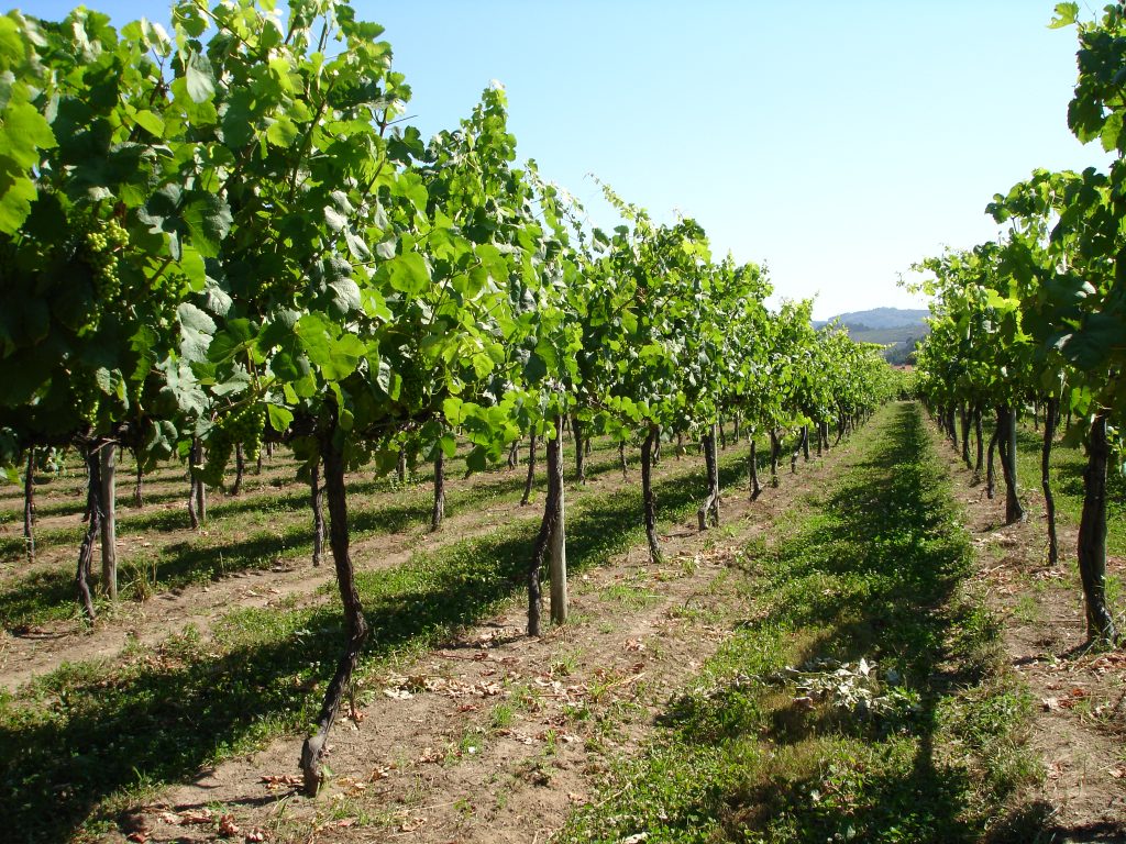 Vinho verde veinid Portugalist - MilVinhos
