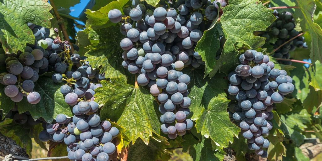 Millisest viinamarjast roosat veini tehakse? MilVinhos