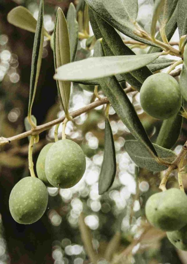 rohelised oliivid
